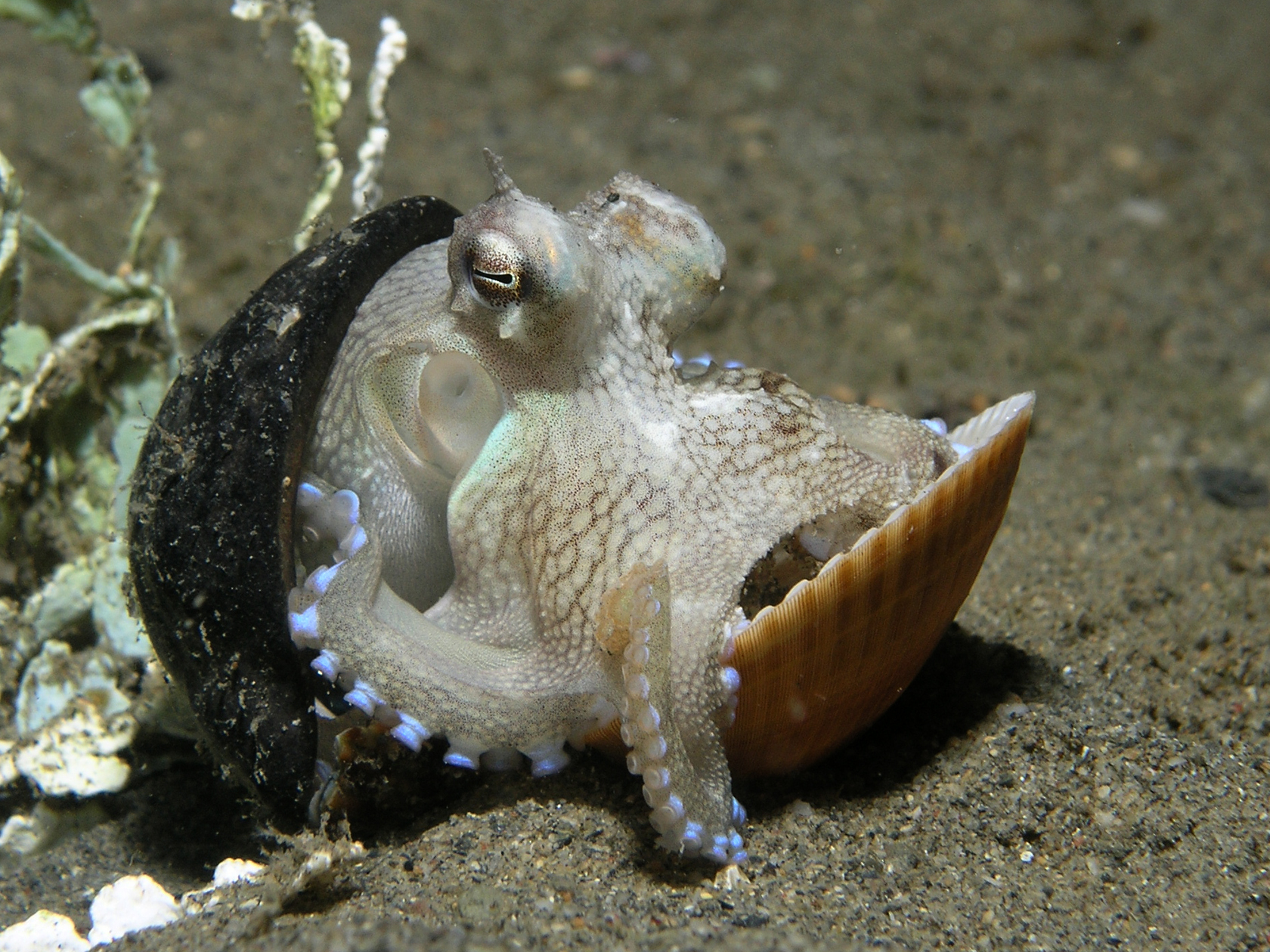 Octopuses: The Invertebrate Masterminds (Image Credits: Wikimedia)