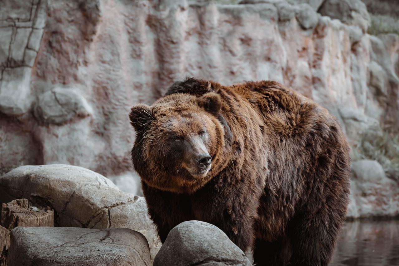 The Sacred Bear: Guardian of Earth's Foundation (Image Credits: Pixabay)