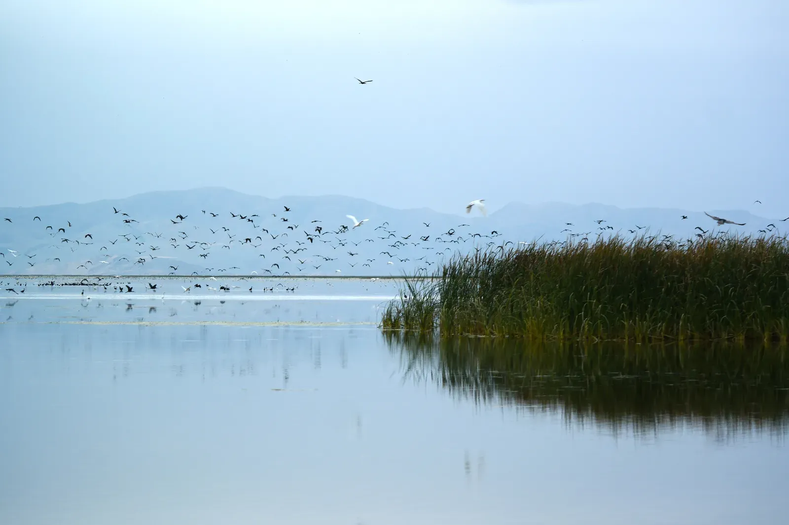 Conclusion: A Hidden Sense Shaping Life on Earth (Image Credits: Wikimedia)