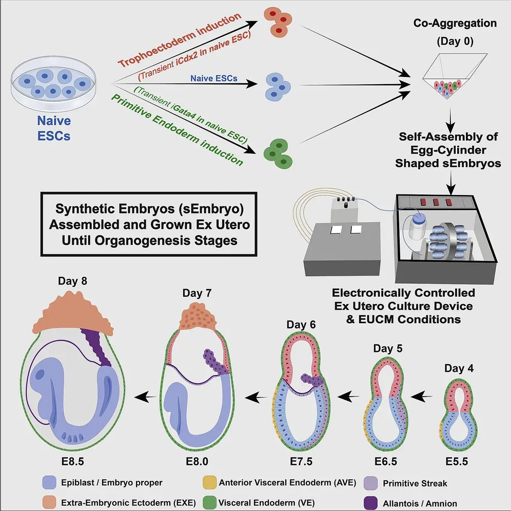 2. Synthetic Cells And Minimal Life: Building Life From The Bottom Up (By Authors of the study: Shadi Tarazi, Alejandro Aguilera-Castrejon, Carine Joubran, Nadir Ghanem, Shahd Ashouokhi, Francesco Roncato, Emilie Wildschutz, Montaser Haddad, Bernardo Oldak, Elidet Gomez-Cesar, Nir Livnat, Sergey Viukov, Dmitry Lokshtanov, Segev Naveh-Tassa, Max Rose, Suhair Hanna, Calanit Raanan, Ori Brenner, Merav Kedmi, Hadas Keren-Shaul, Tsvee Lapidot, Itay Maza, Noa Novershtern, Jacob H. Hanna, CC BY 4.0)