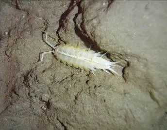 #9 - The Cave Crustaceans From "One Lost Spring" (Svinjska jama, mokrica, CC BY-SA 2.0)