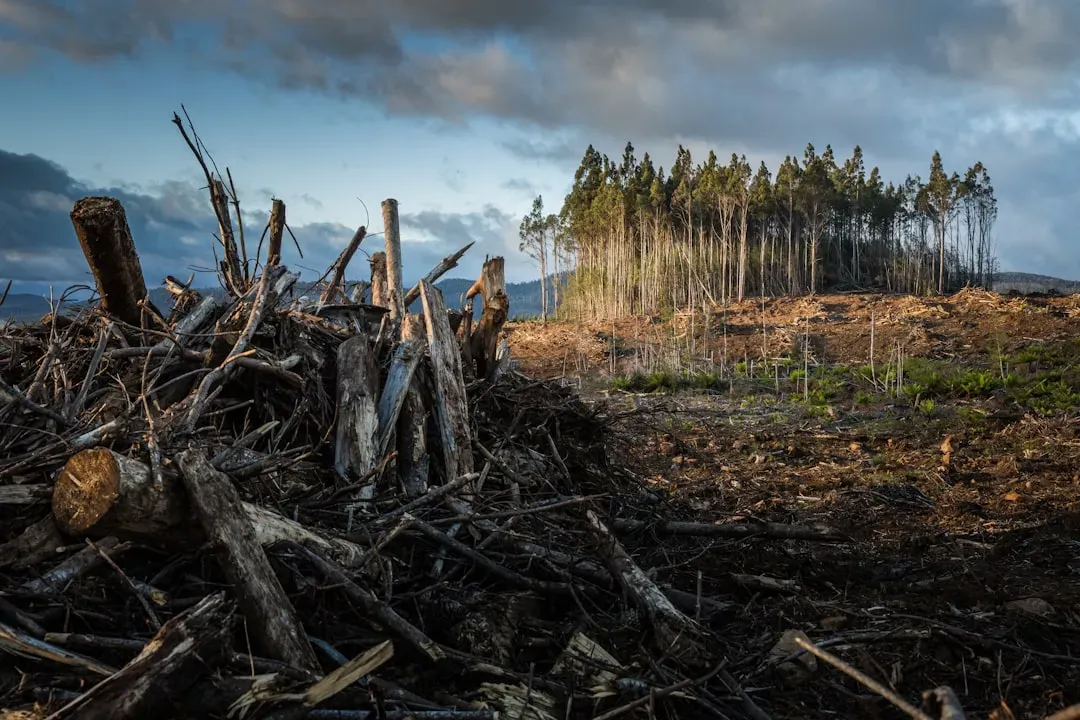 How Decades of Deforestation Set the Stage for a Sudden Flip (Image Credits: Unsplash)