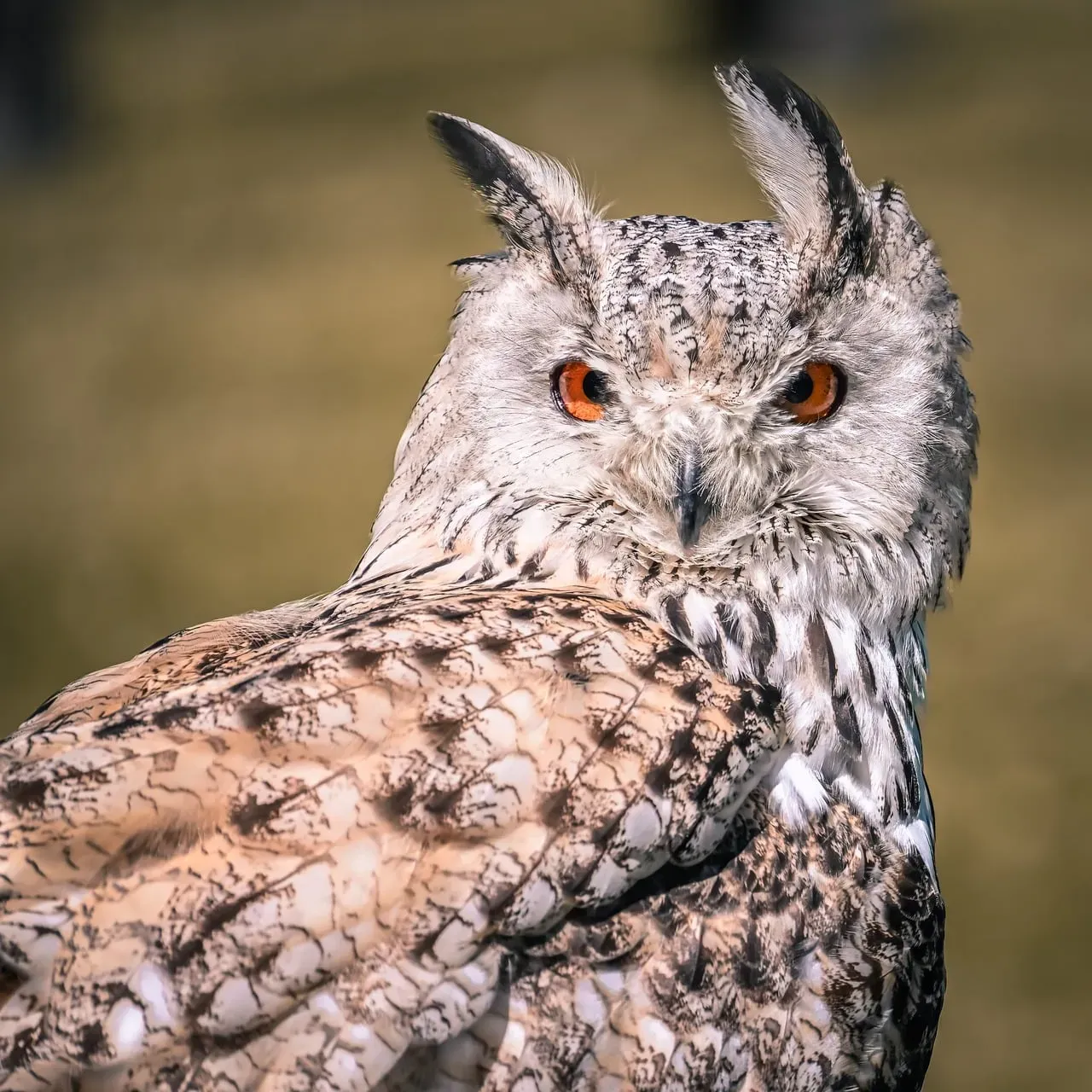 Conclusion: The Wild Look That Stays With You (Image Credits: Pixabay)