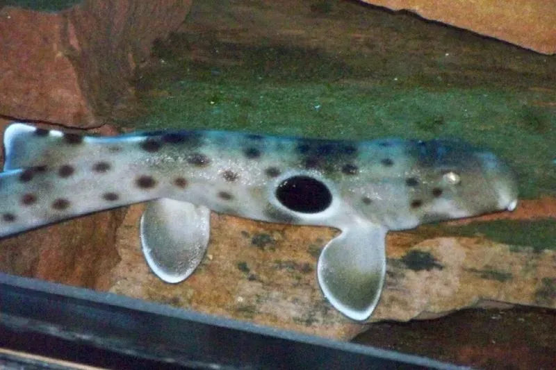 #4 - The Shark That Doesn't Swim, It Walks (100_1498, CC BY 2.0)