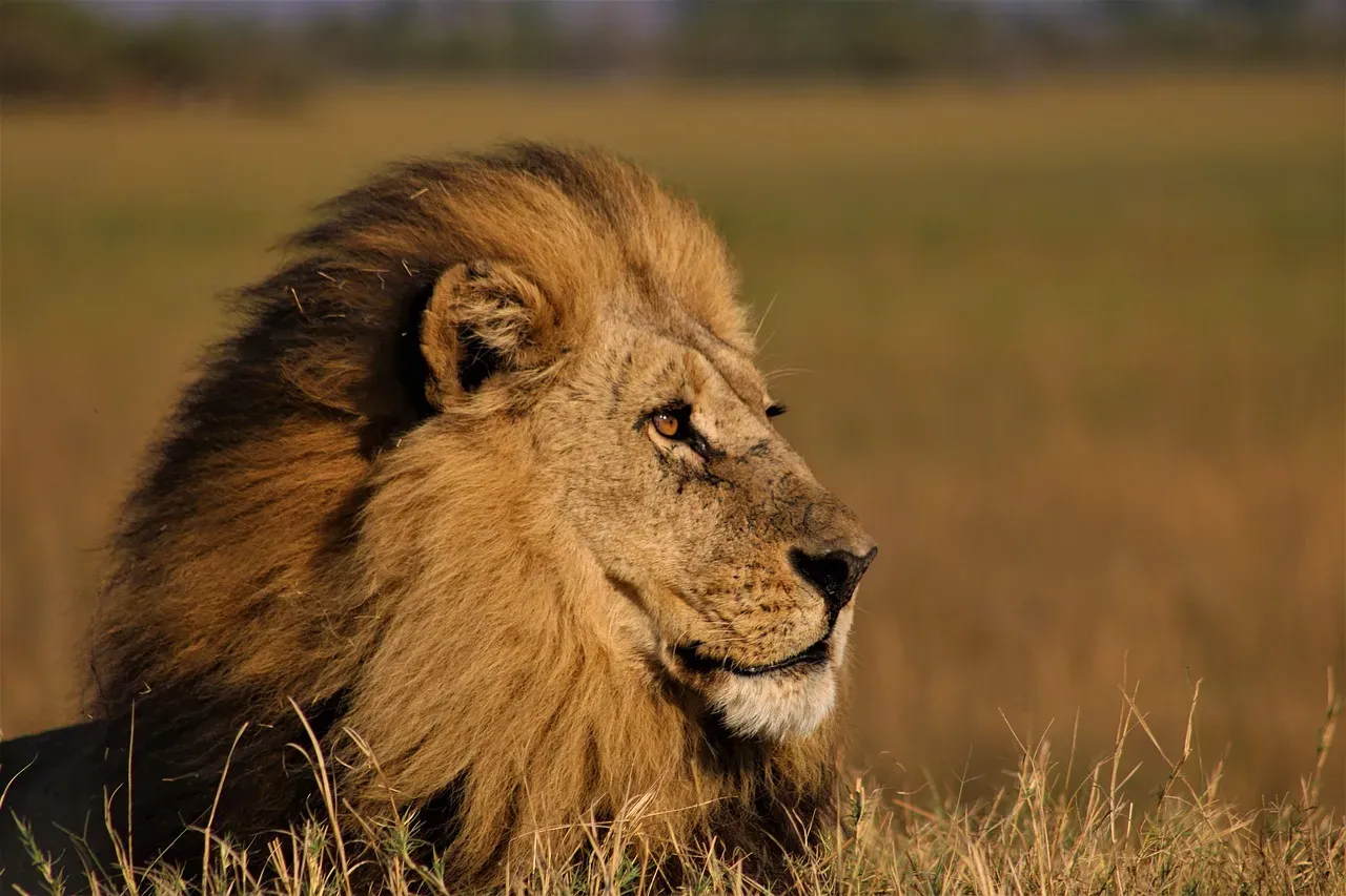 Leo – The Proud Lion as a Roaring Apex Predator (Image Credits: Pixabay)