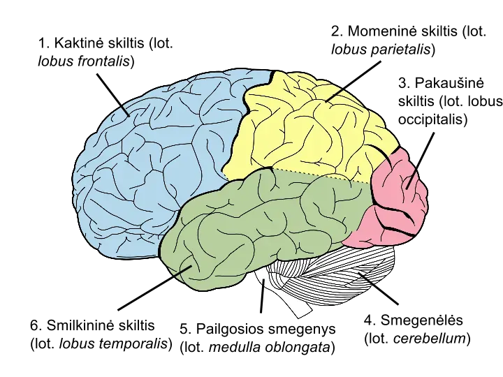 The Placebo Power of Belief (Image Credits: Wikimedia)