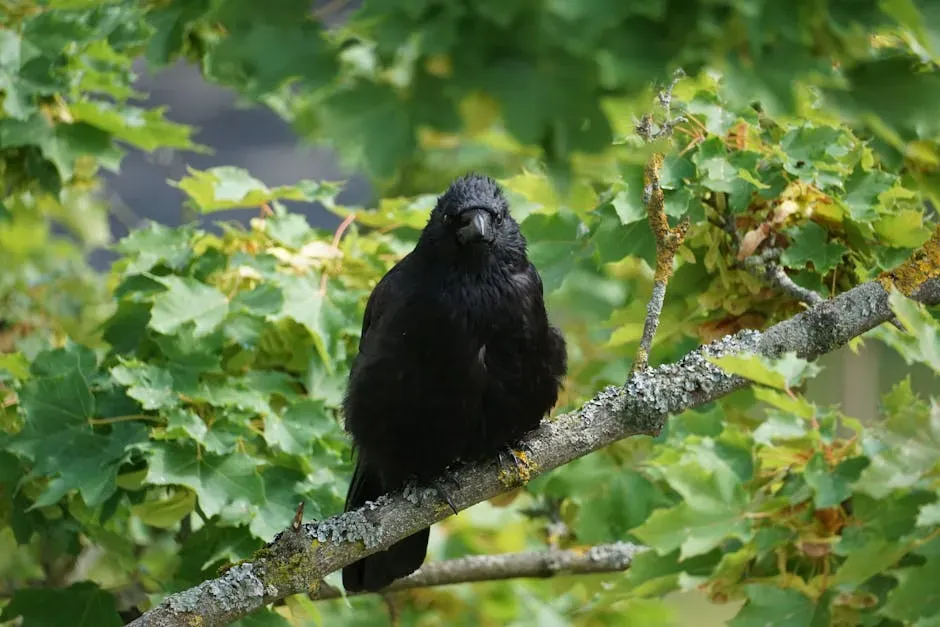 The Remarkable Crow Brain: Built For Remembering You (Image Credits: Pexels)