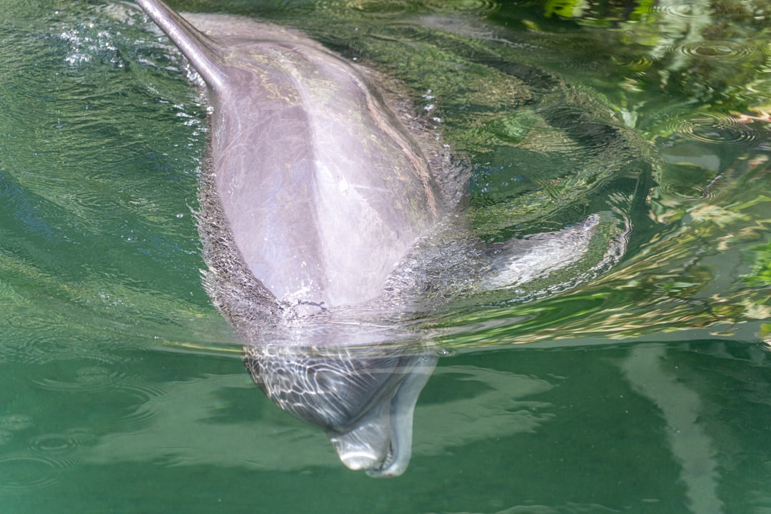 Behavioral Evidence of Dolphin Mirror Recognition (Image Credits: Unsplash)