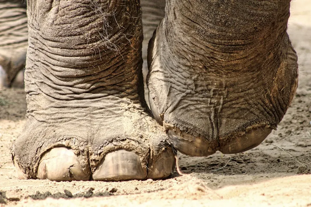 Feeling the Earth Talk: Seismic Communication Through Elephant Feet (Image Credits: Unsplash)