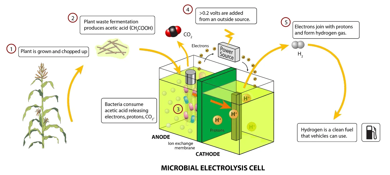 How Ancient Microbial Insights Could Shape Your Future Technologies (By Zina Deretsky, National Science Foundation (NSF), User:KVDP, Public domain)