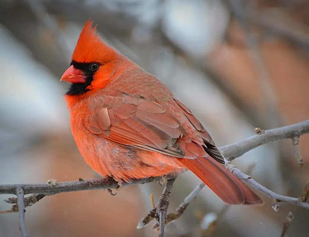 Conclusion: A Bird, a Story, and the Meaning You Choose (DaPuglet, Flickr, CC BY-SA 2.0)