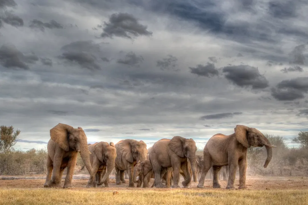 Elephants: The Giants Who Grieve, Name Each Other, and Never Forget (Image Credits: Unsplash)