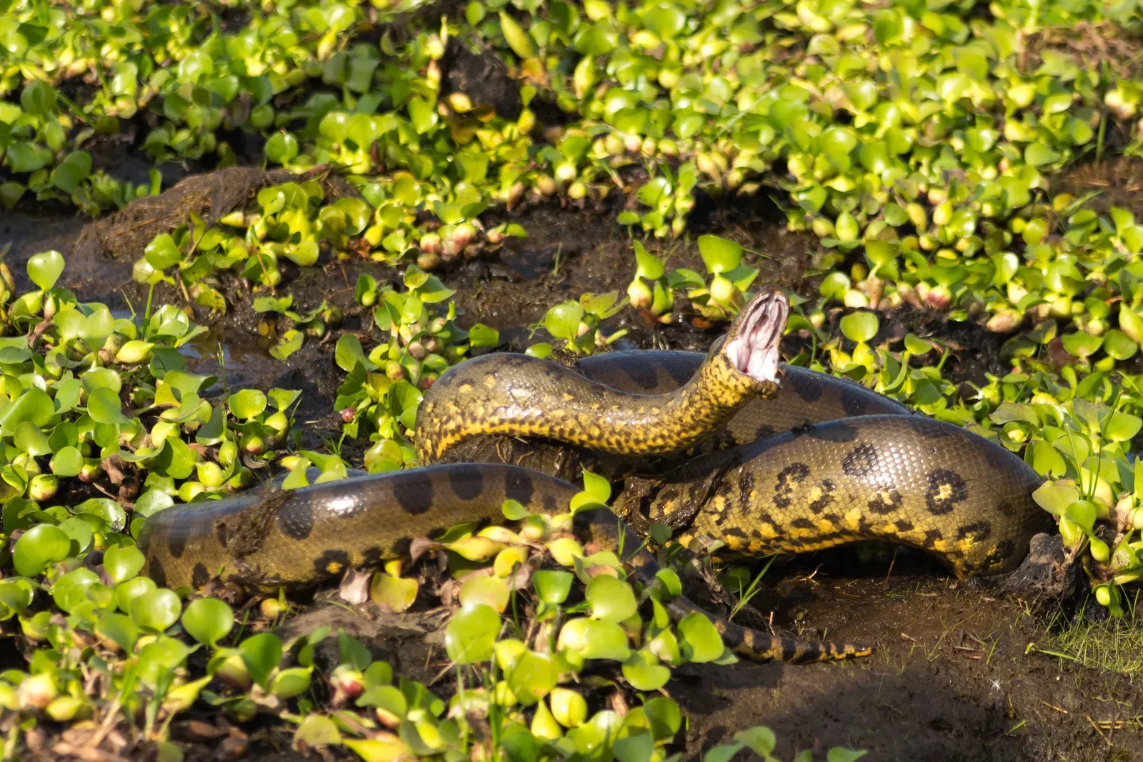The Green Anaconda: South America's Aquatic Constrictor (Image Credits: Wikimedia)