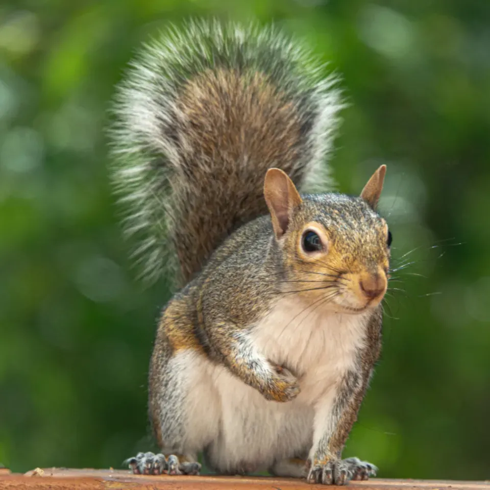Conclusion: You Are Part of the Wildlife Story (Image Credits: Stocksnap)