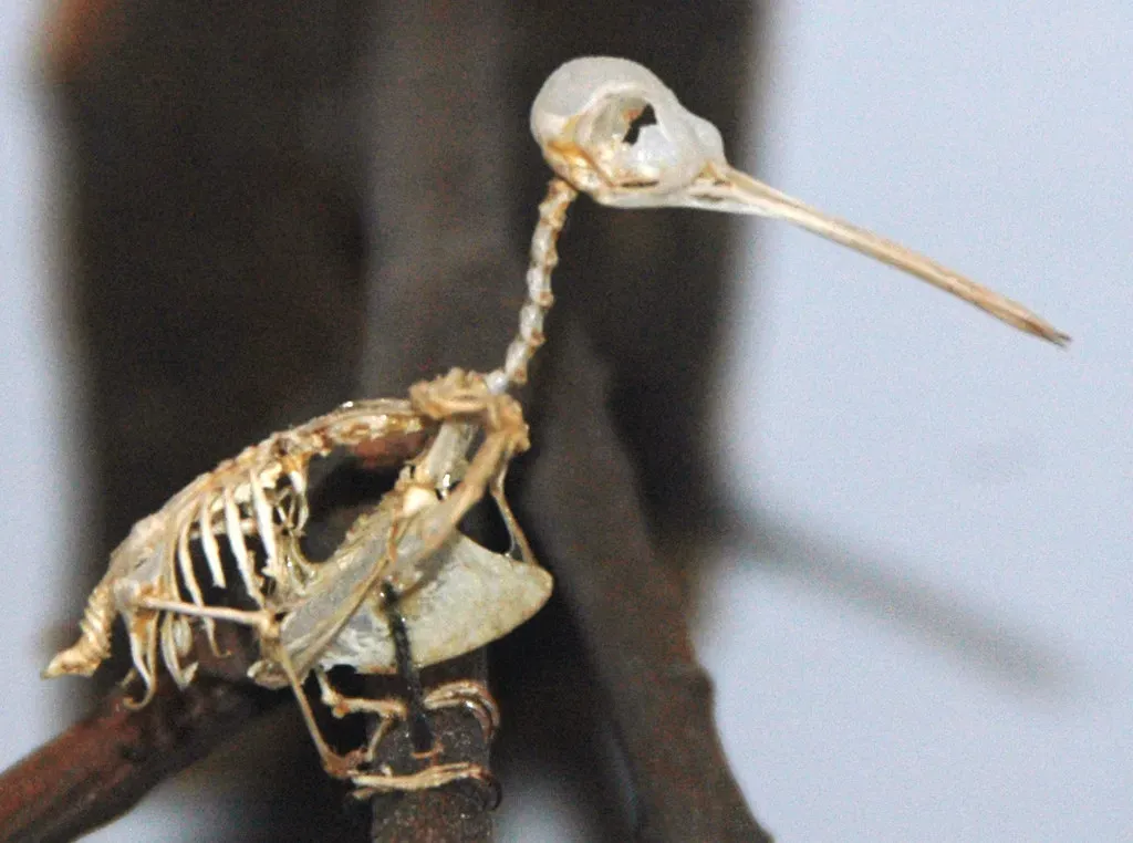 #6 - The Mixed-Signal Bird That Refuses to Fly or Walk Normally (James St. John, Flickr, CC BY 2.0)