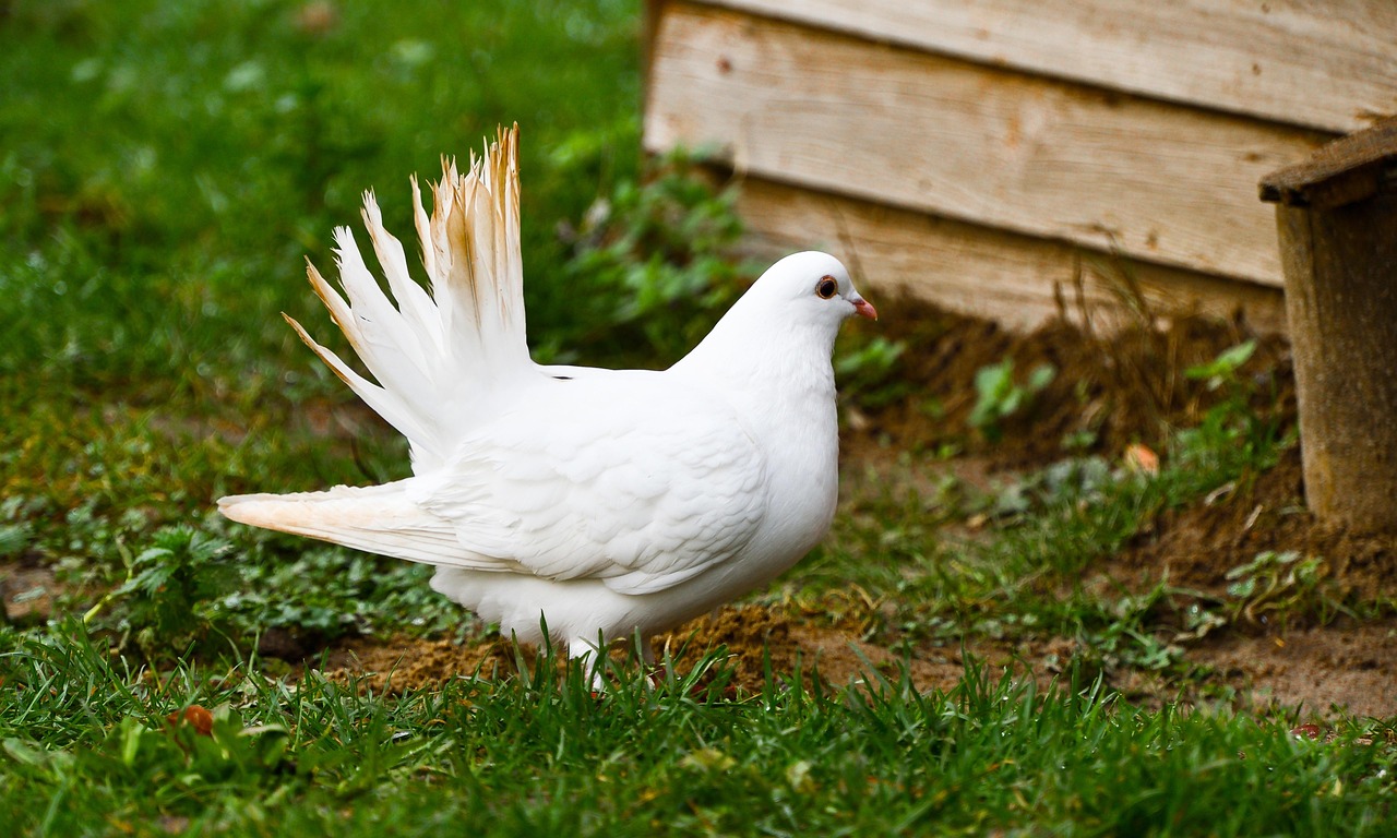 Taurus: The Steadfast Dove of Earth (Image Credits: Pixabay)