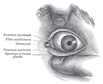 The Plica Semilunaris of the Eye: Tiny Third Eyelid or Just Scar Tissue? (Henry Gray (1918) Anatomy of the Human Body (See "Book" section below)
Bartleby.com: Gray's Anatomy, Plate 892, Public domain)