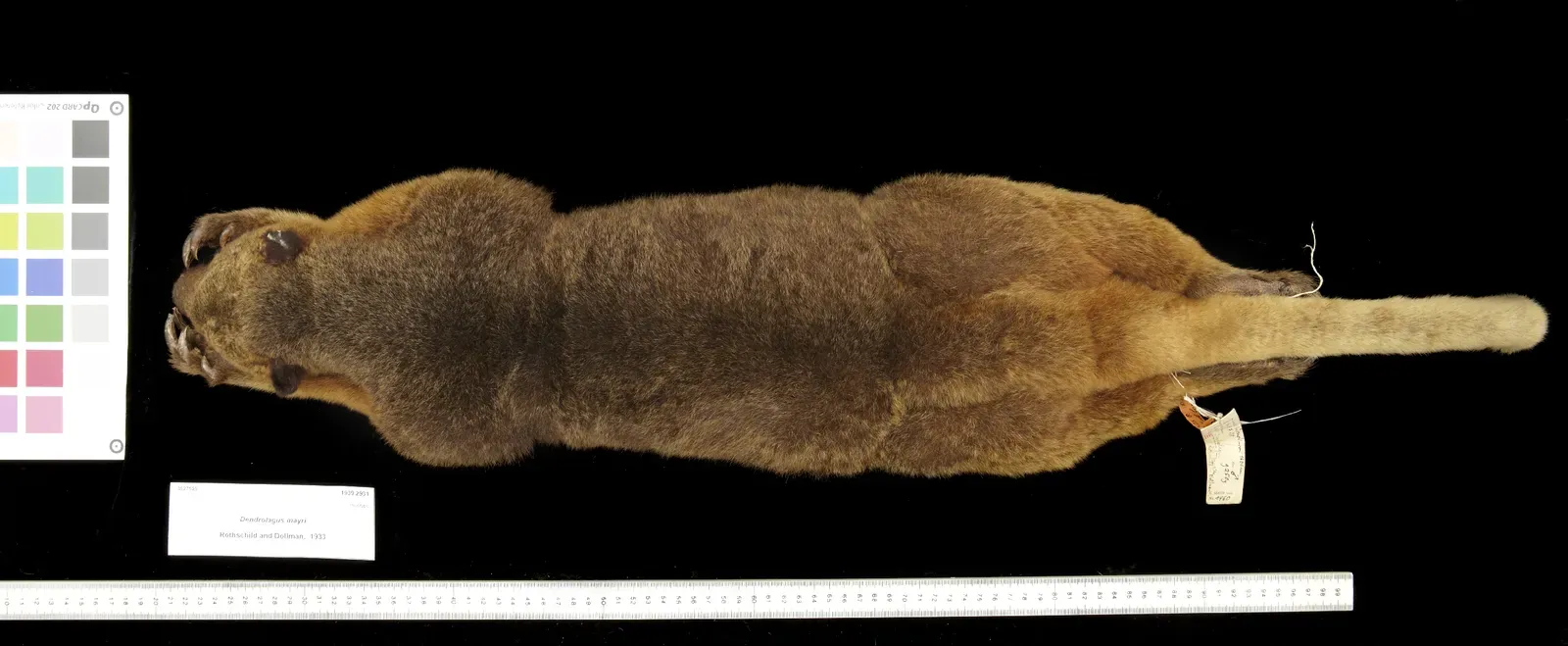 #9 - Wondiwoi Tree Kangaroo: A Fuzzy Rumor Turned Into Pixels (Natural History Museum, CC BY 4.0)
