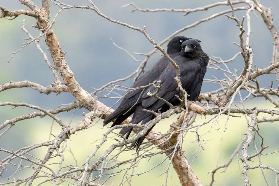 #3 - How New Caledonian Crows Invent Tools Without Being Taught (Image Credits: Pexels)