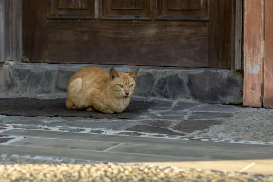 Stress, Territory, and Why the Cat Won’t Just Move On (Image Credits: Unsplash)
