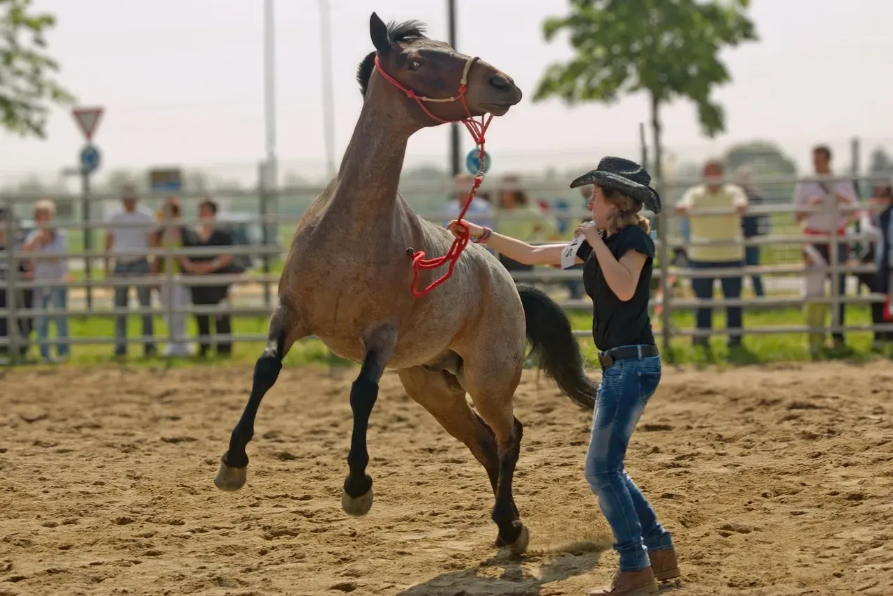 Training Methods Shape What Horses Remember About Us (Image Credits: Pixabay)
