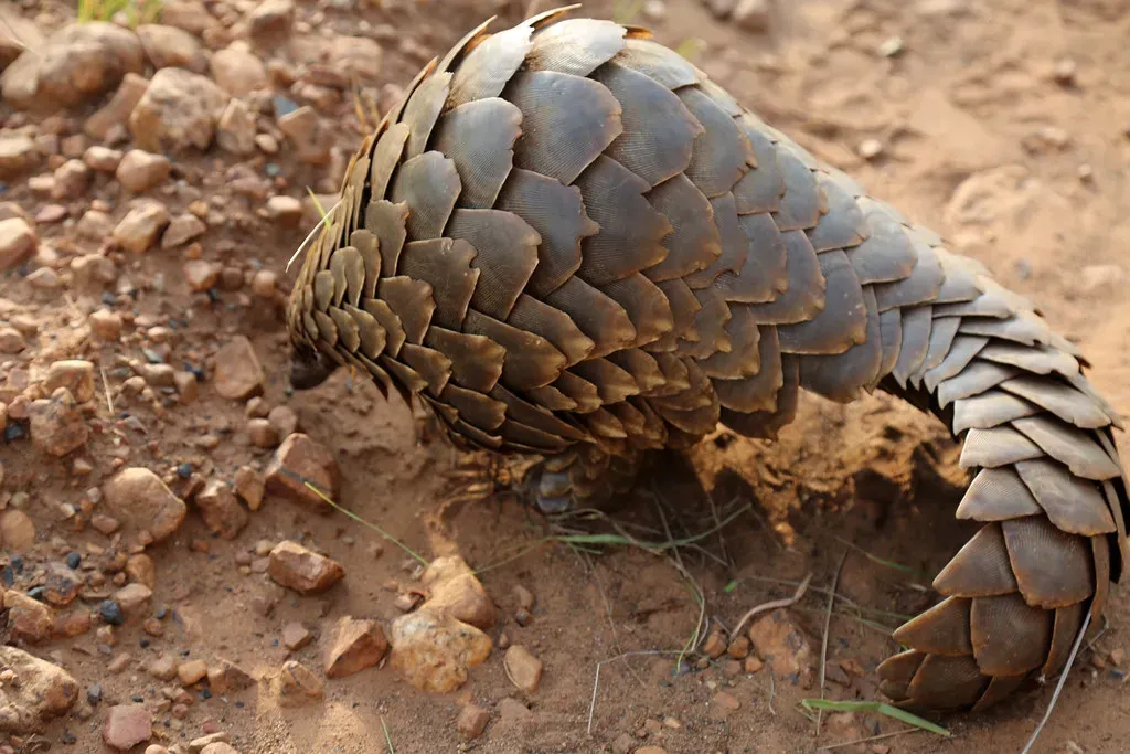 4. Pangolins – The Overlooked Insect Controllers of Forests and Savannas (flowcomm, Flickr, CC BY 2.0)
