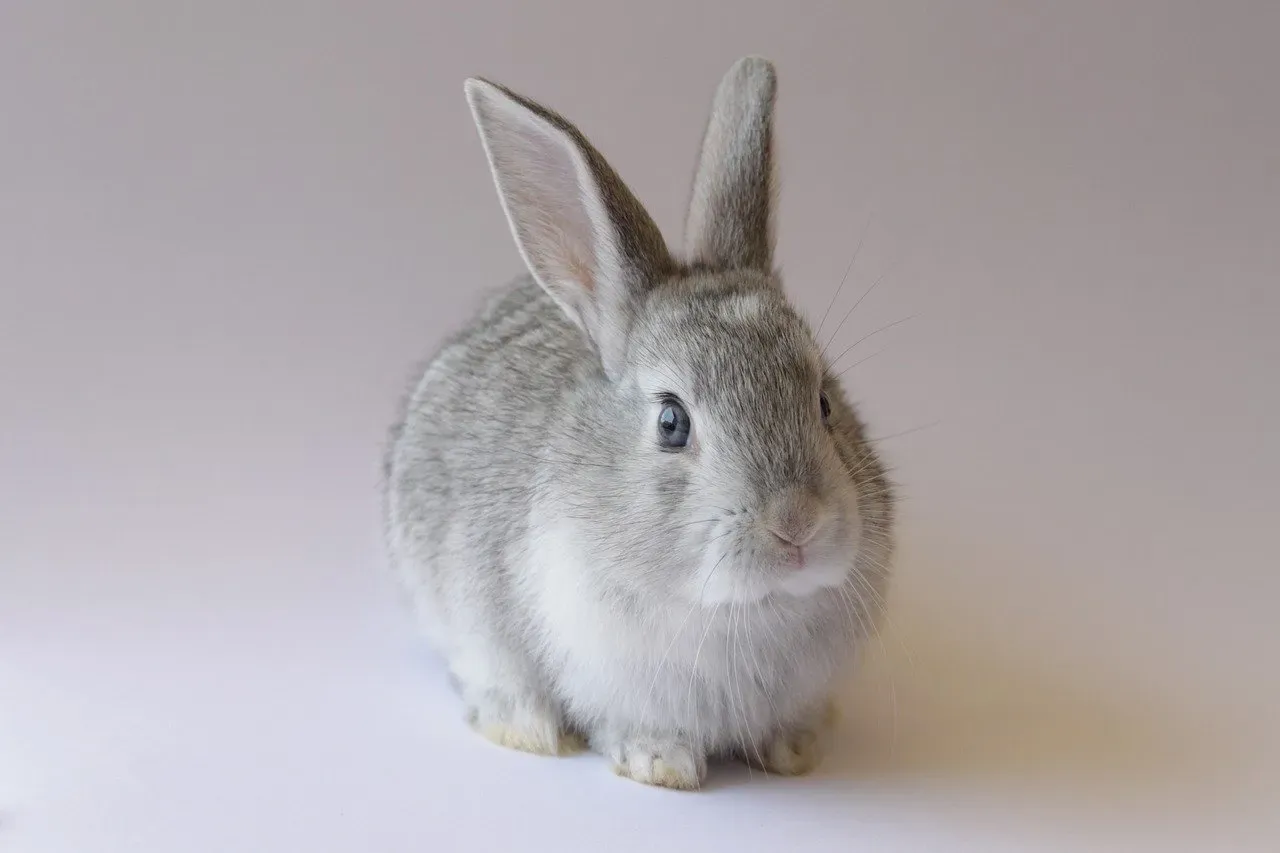 The Rabbit: Graceful, Intuitive, and Wiser Than You Look (Image Credits: Pixabay)