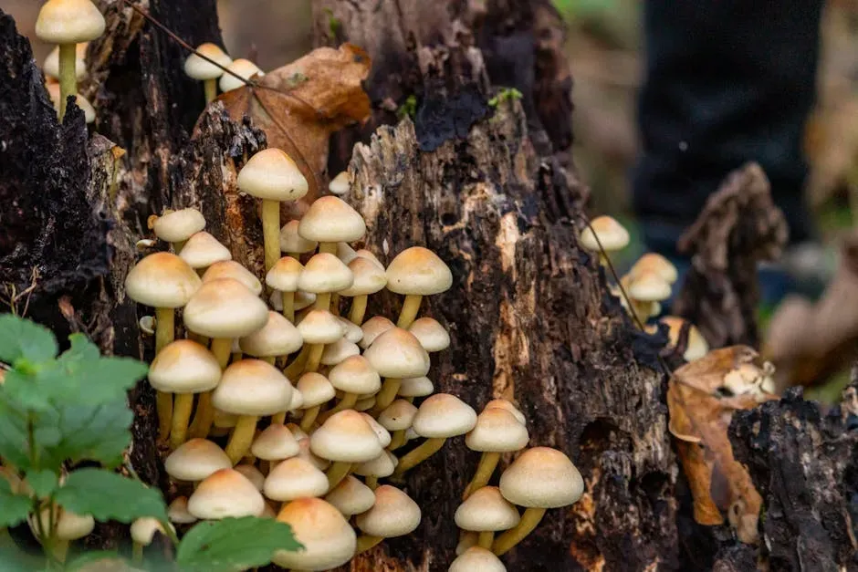 Fungi as the Forest’s Communication Cables (Image Credits: Pexels)