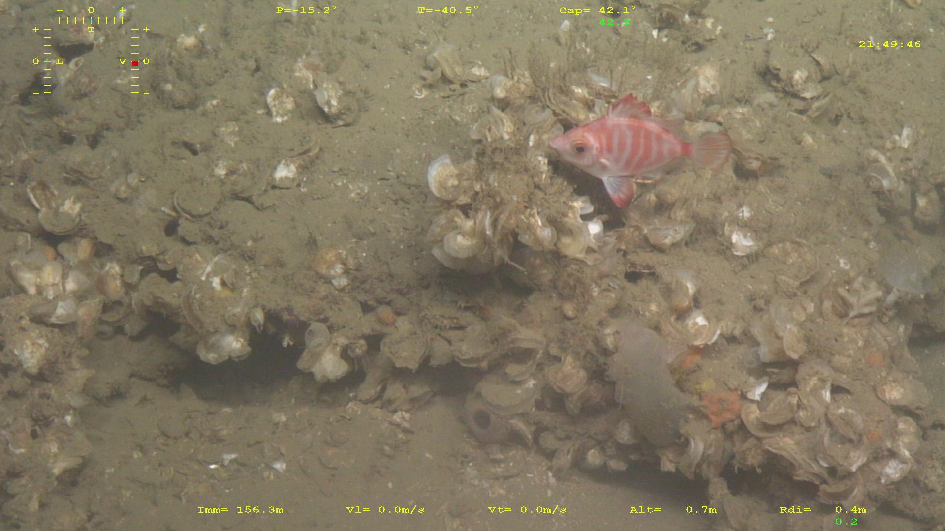 Stone Gardens at Cold Seeps: Carbonate Mounds Built by Chemistry (Image Credits: Wikimedia)