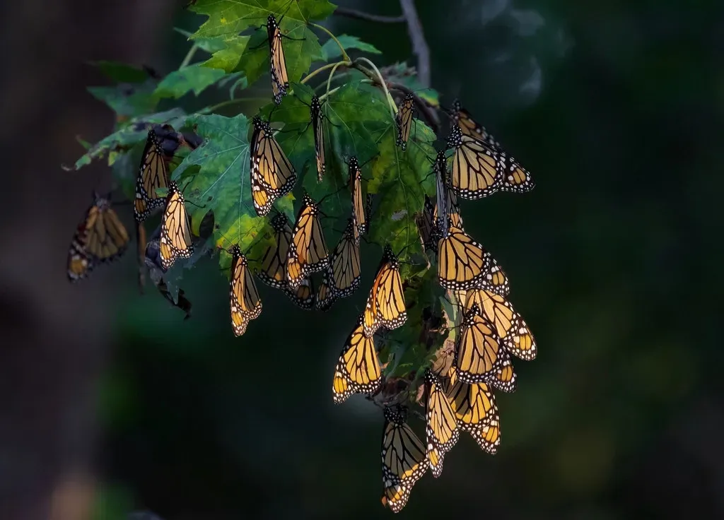 Monarch Butterflies: The Fragile Insects With an Impossible Map (Image Credits: Rawpixel)
