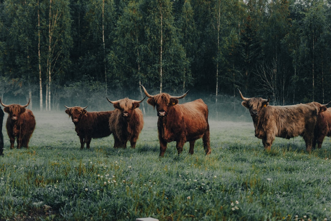 Taurus: The Grounded Guardian (Image Credits: Unsplash)