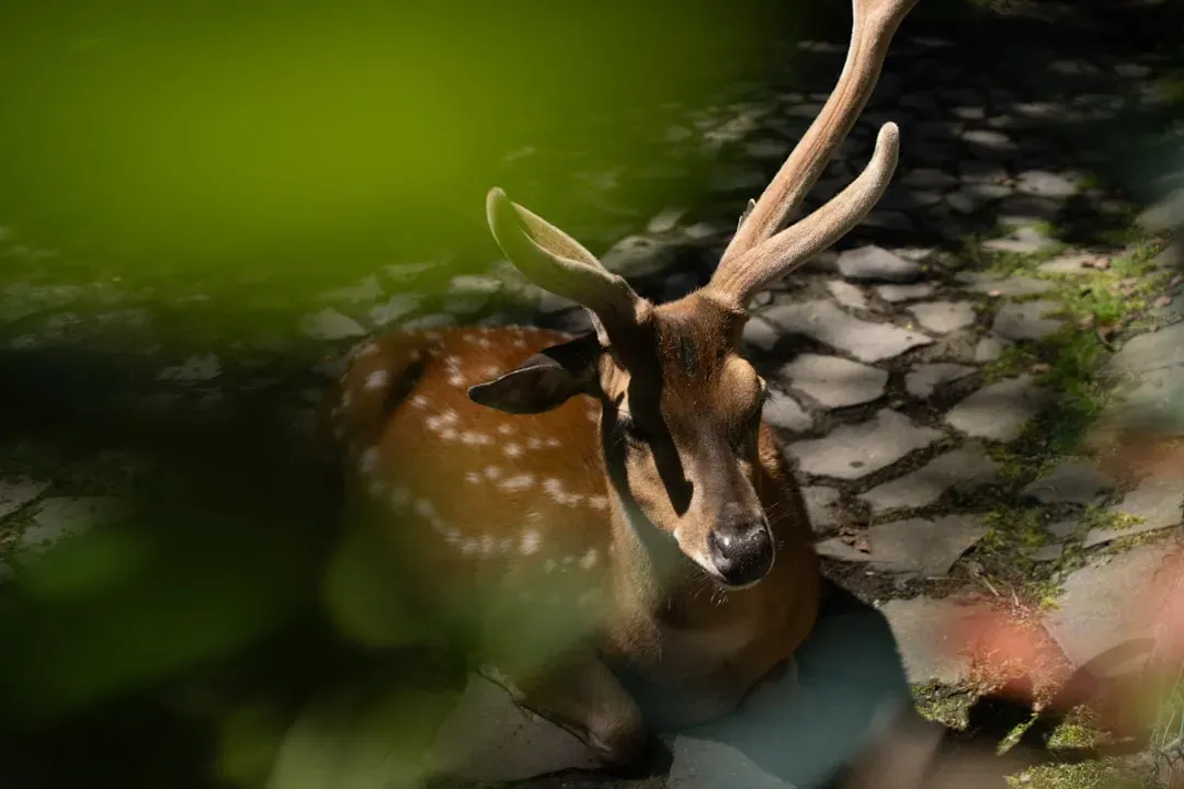 8. Ground Texture That Shows Where Animals Rest and Hide (Image Credits: Unsplash)