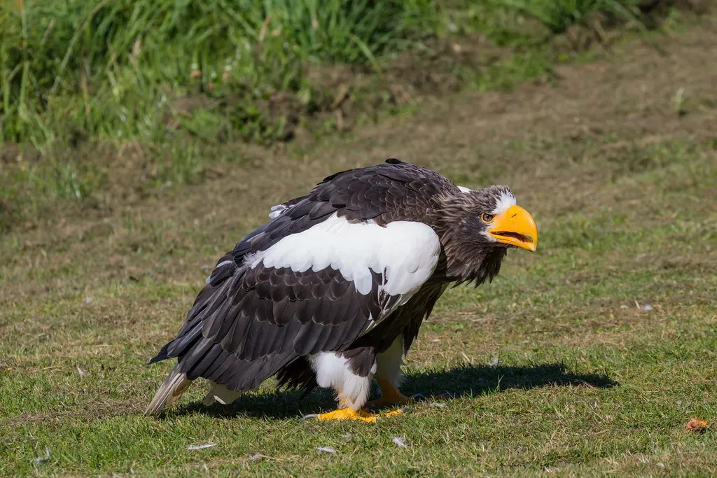 The Heaviest Eagle On Earth (Image Credits: Flickr)