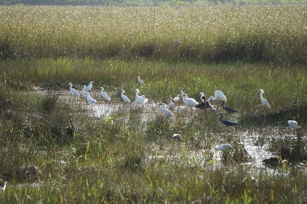 3. Wading Birds Are Slowly Returning After a Historic Collapse (Image Credits: Flickr)