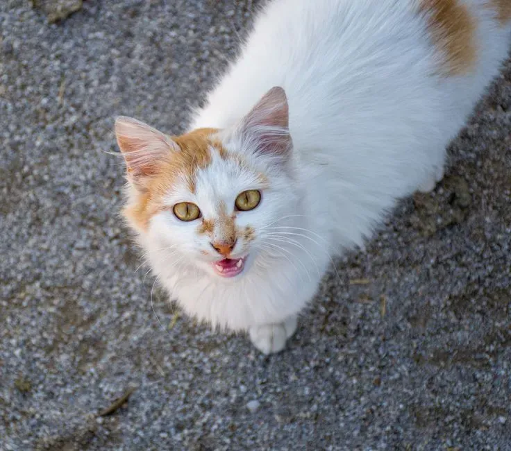 They Use Kitten-to-Adult Social Rules On Us (Image Credits: Pexels)
