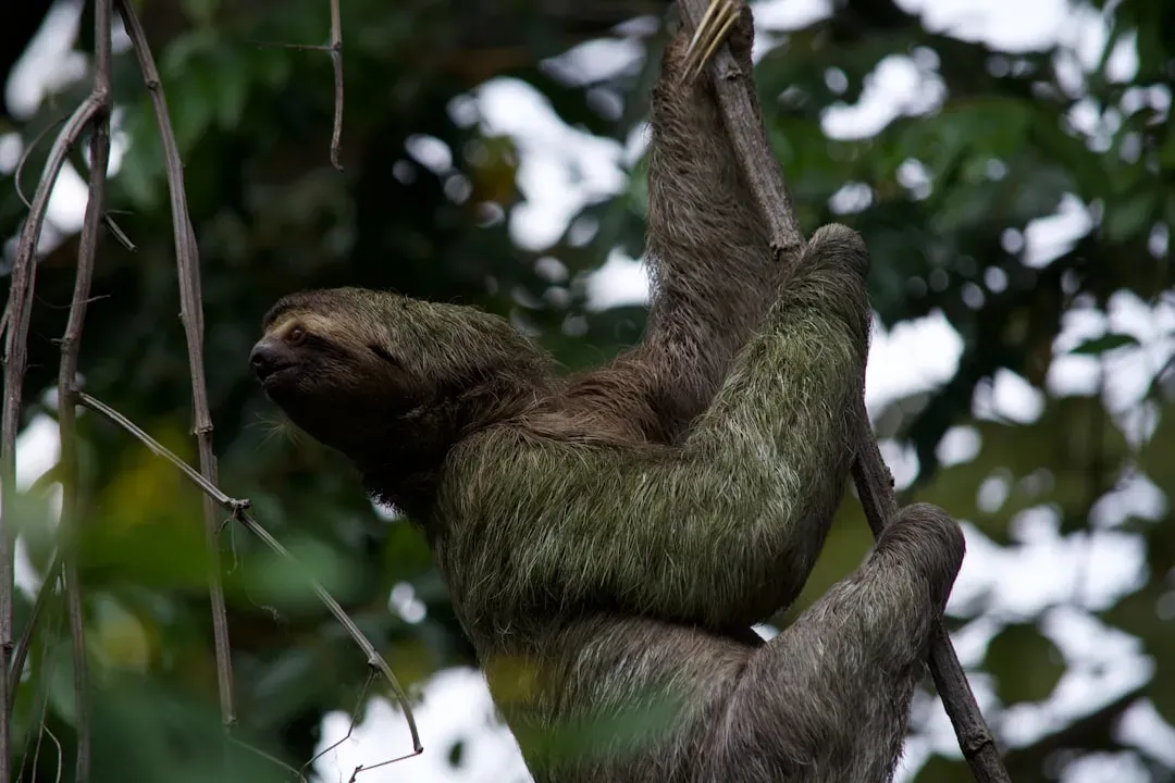 Three-Toed Sloths: Infection-Proof Healing Machines (Image Credits: Unsplash)