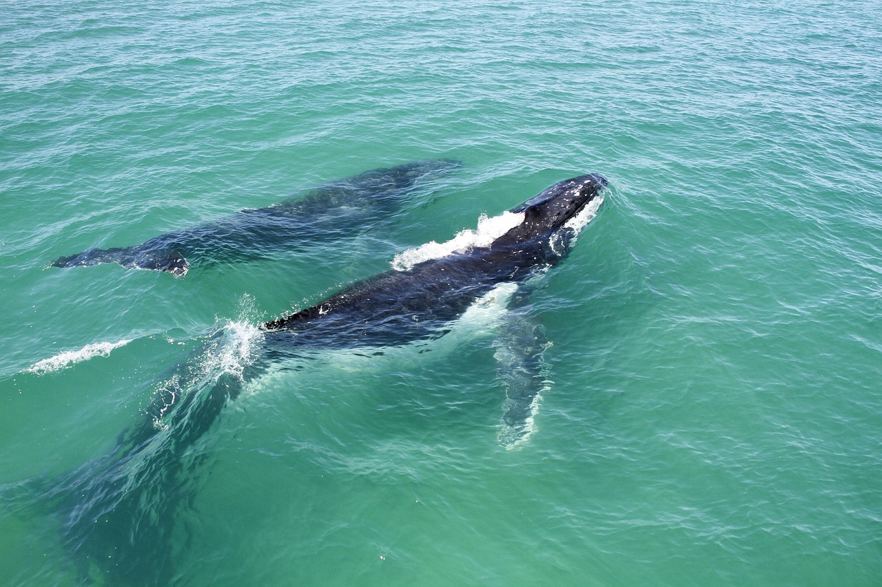 The Whale: Deep Ocean Mystics (Image Credits: Pixabay)