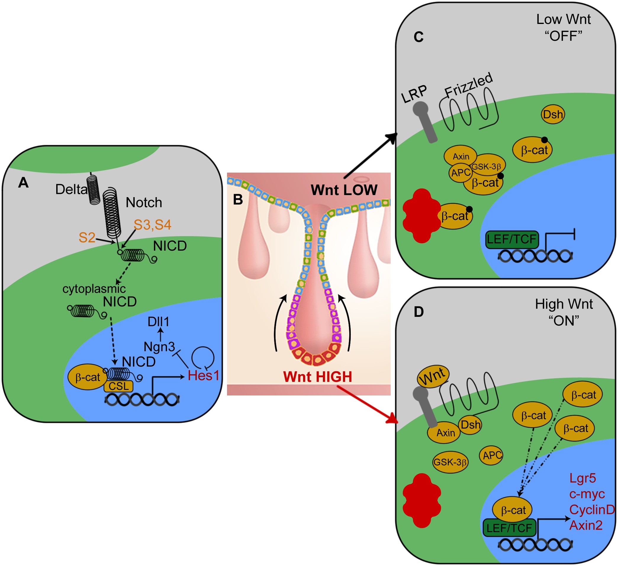 Altered Intercellular Communication: Crosstalk Gone Noisy (Im Credits: Wikimedia)