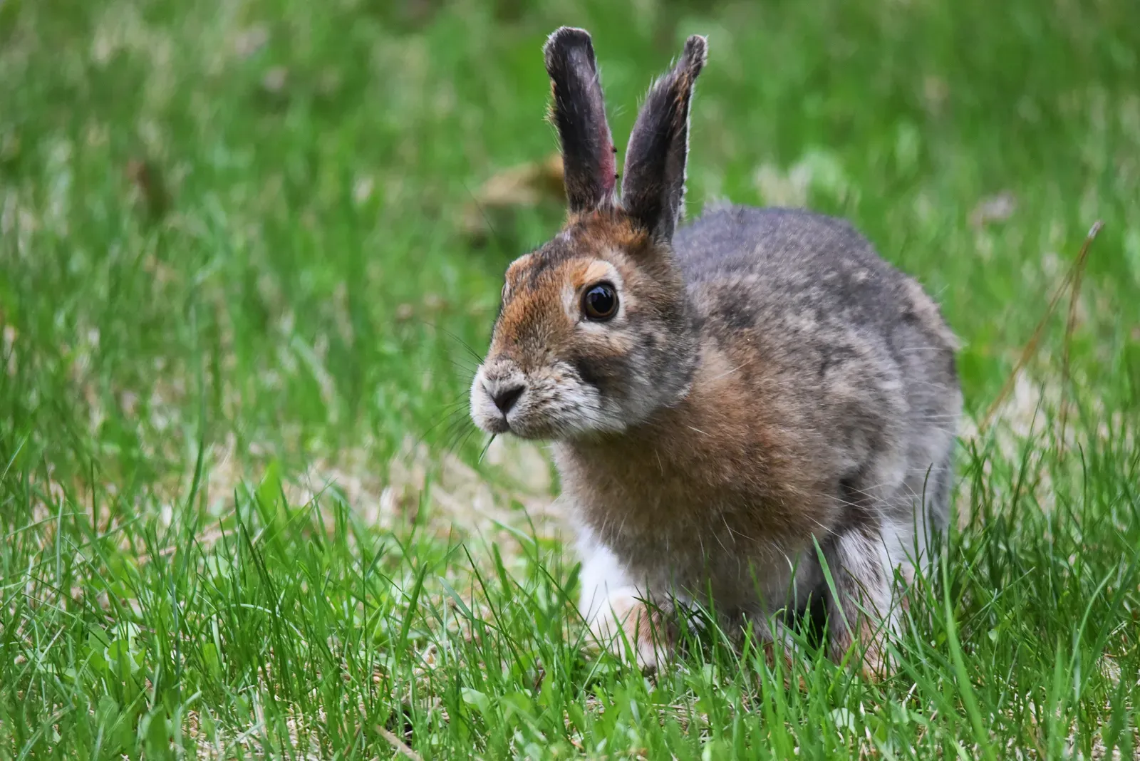 The Impact of Stress on Hare Reproduction (Image Credits: Wikimedia)