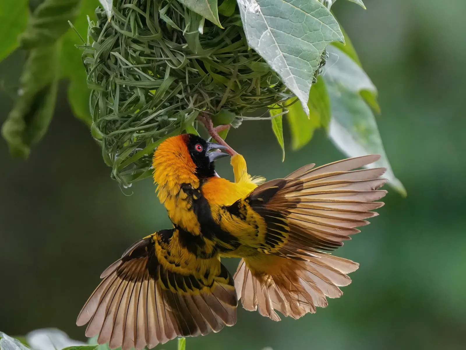 Conclusion: What Nature’s Engineers Can Teach Us (Image Credits: Wikimedia)