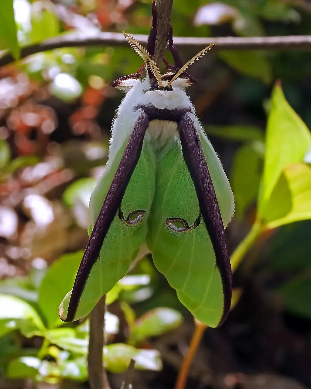 A Symbol of Transformation: From Hungry Caterpillar to Winged Ghost (Image Credits: Pixabay)