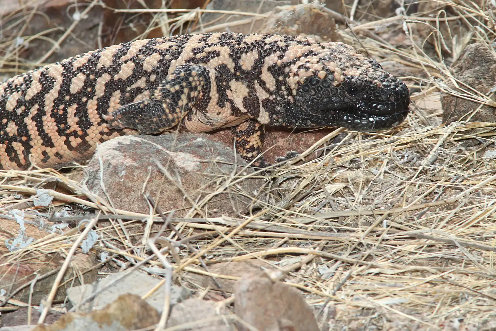 6. The Gila Monster: Slow, Deadly, and Brilliantly Efficient (By ALAN SCHMIERER, CC0)