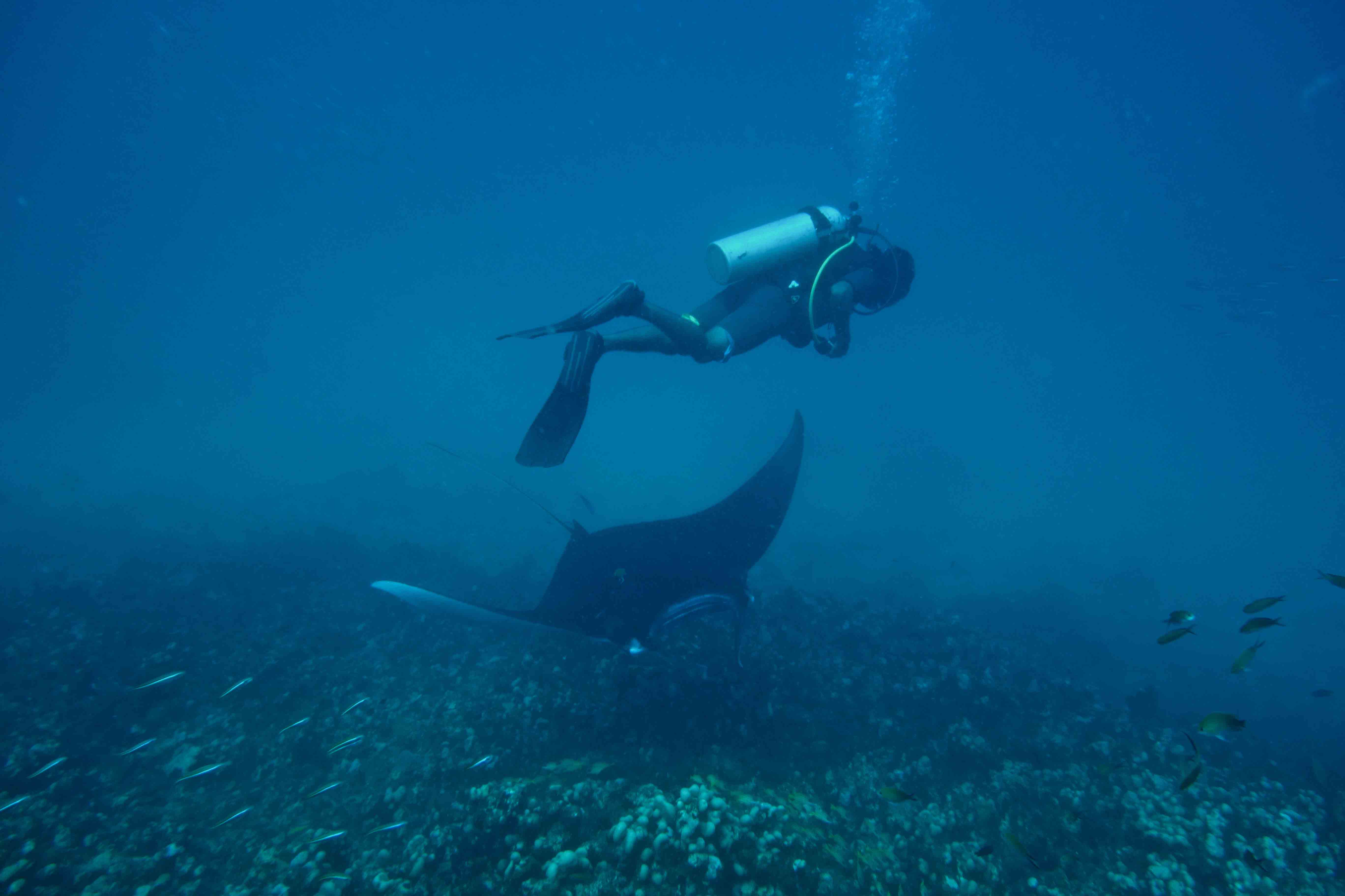 From Ancient Lore to Modern Science (Image Credits: Wikimedia)