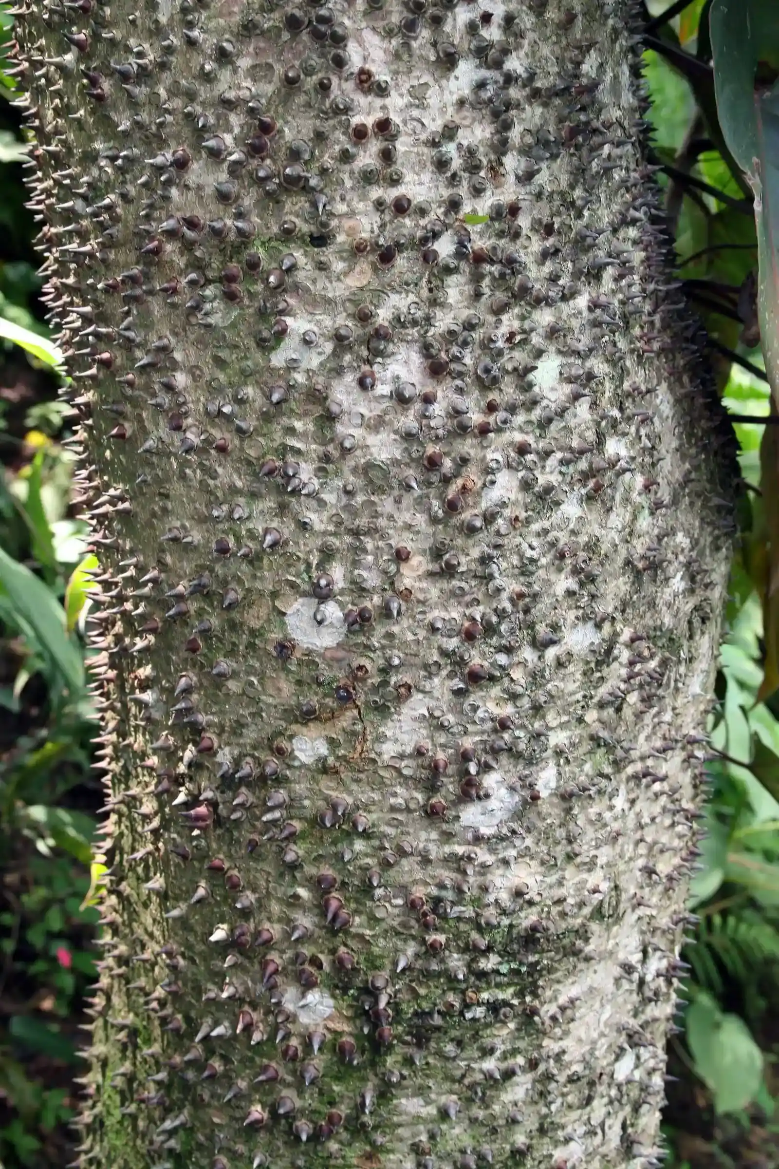 3. The Sandbox Tree: Nature's Explosive Launcher (By Photo by David J. Stang, CC BY-SA 4.0)