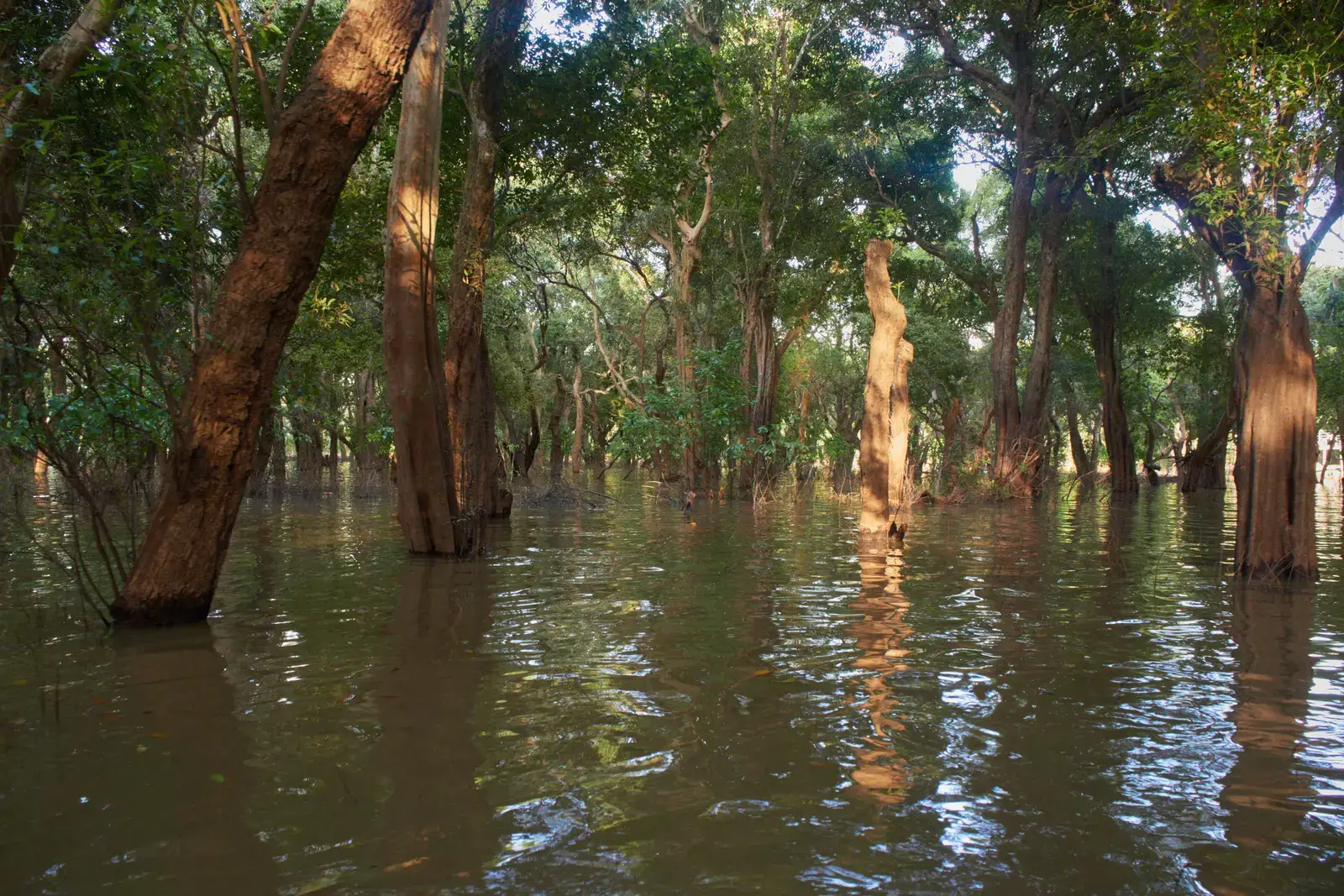 8. Tonle Sap Lake and Flooded Forest, Cambodia – The Pulse of the Mekong (By lumoplank, CC0)