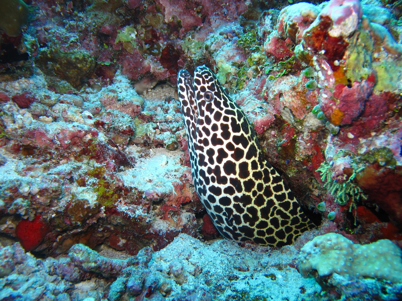 Scorpio (October 23 - November 21): The Moray Eel (Image Credits: Pixabay)