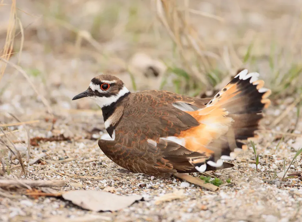 3. You Get Fooled By Their Famous “Broken Wing” Act (Matt Tillett, Flickr, CC BY 2.0)