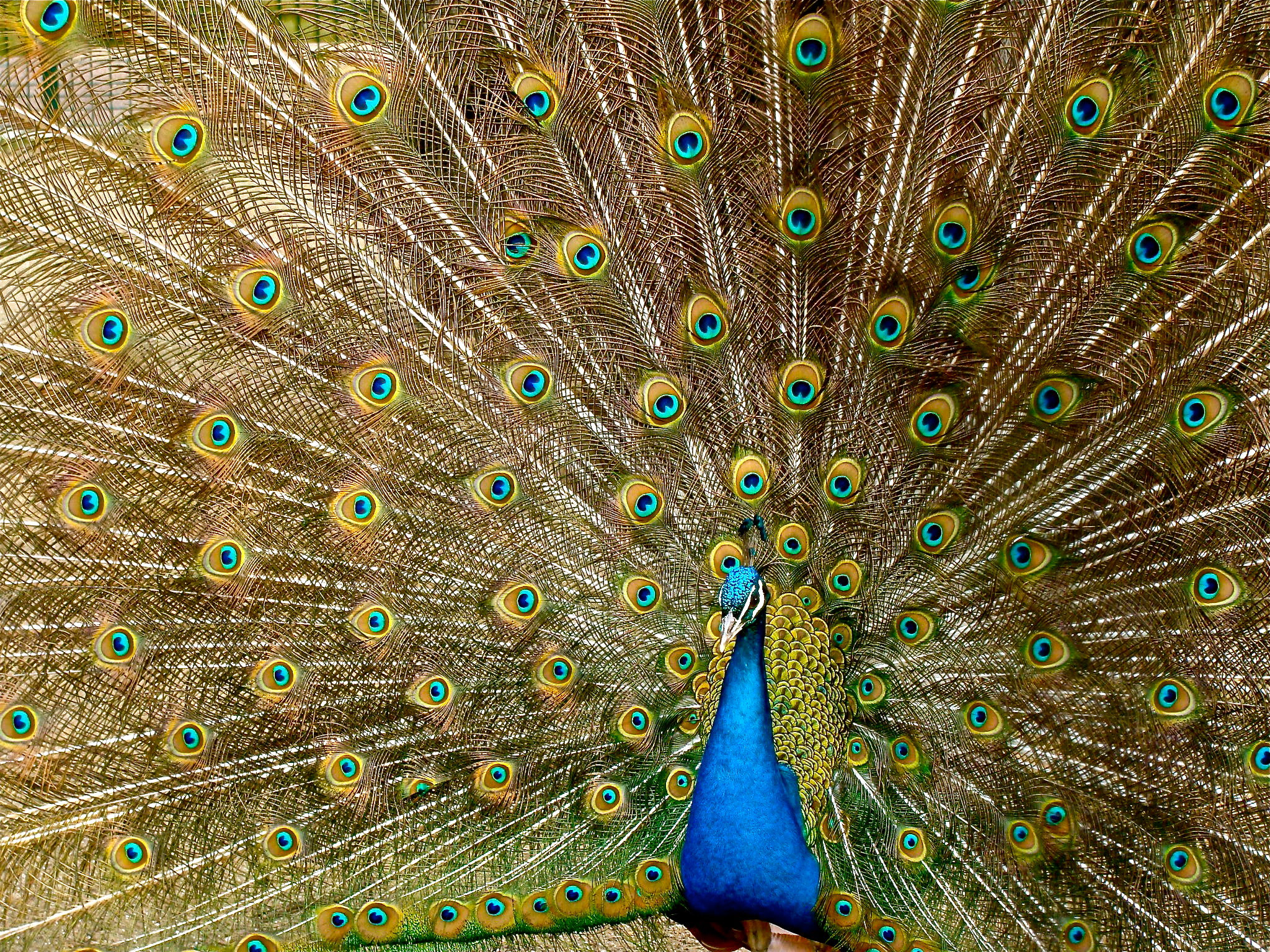 Leo: Indian Peafowl (Image Credits: Wikimedia)