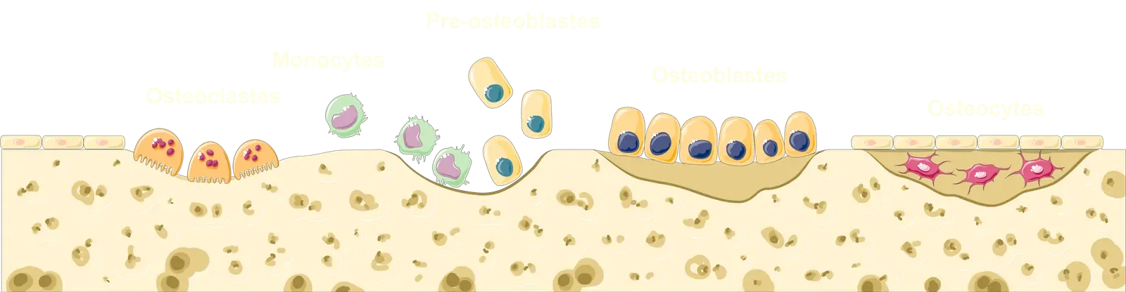 The Cutting Edge: From Bioprinted Scaffolds to Smart Implants (Image Credits: Wikimedia)
