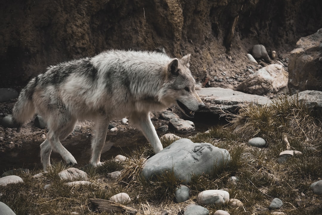 Wyoming: Yellowstone's Revolutionary Wolf Whisperers (Image Credits: Unsplash)